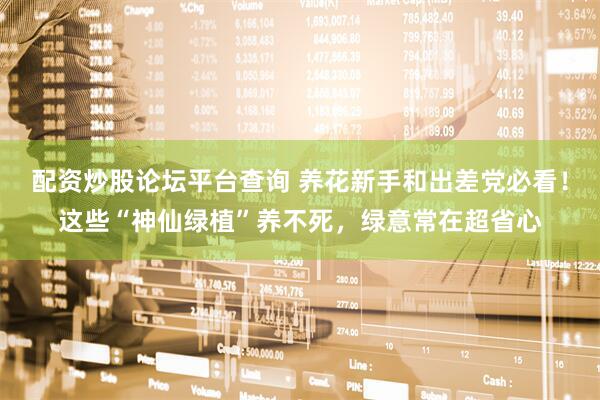 配资炒股论坛平台查询 养花新手和出差党必看！这些“神仙绿植”养不死，绿意常在超省心