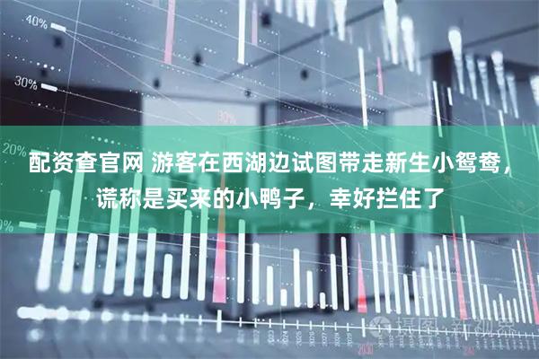 配资查官网 游客在西湖边试图带走新生小鸳鸯，谎称是买来的小鸭子，幸好拦住了