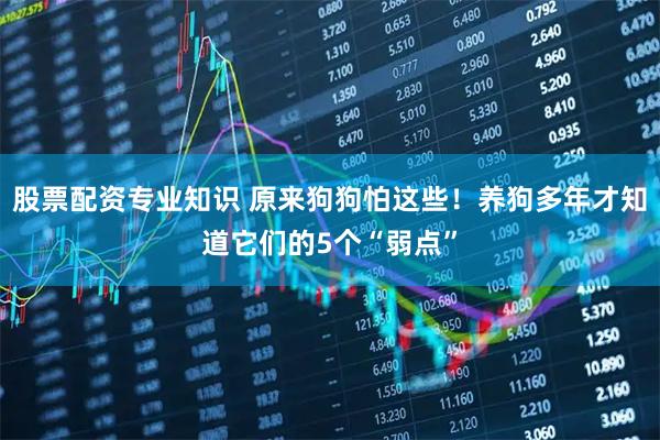 股票配资专业知识 原来狗狗怕这些！养狗多年才知道它们的5个“弱点”